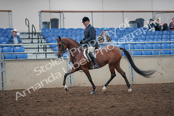 2019 Morgan Horse Show - Aug 31, 2019 - 14817