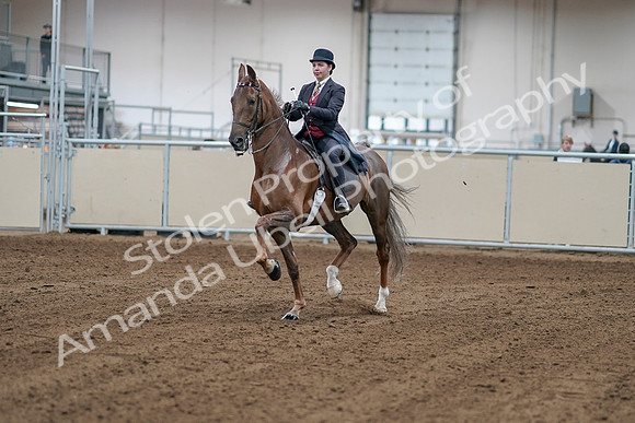 2020 - AB Morgan Horse - Sat, Sept 05 - 06033