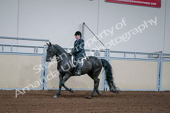 2020 - AB Morgan Horse - Fri, Sept 04 - 01571