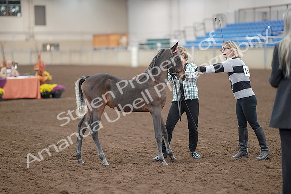 2019 Morgan Horse Show - Aug 30, 2019 - 24862