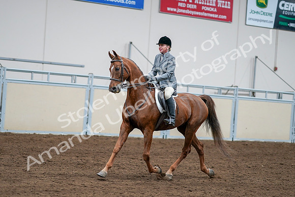 2020 - AB Morgan Horse - Sat, Sept 05 - 03276