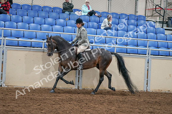 2020 - AB Morgan Horse - Sat, Sept 05 - 14489