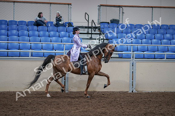 2020 - AB Morgan Horse - Fri, Sept 04 - 05104