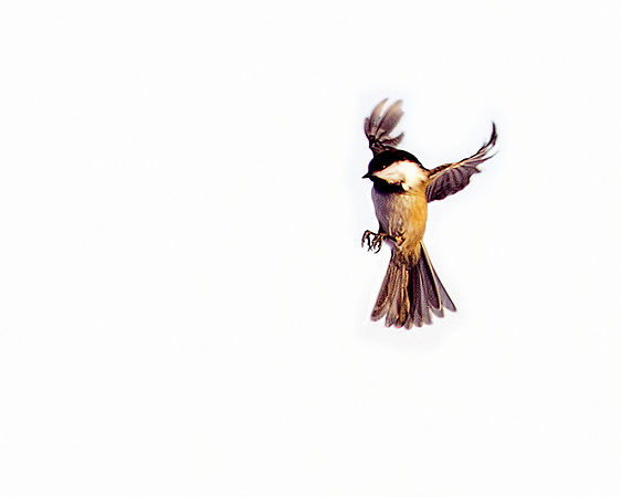 Birds - 026
