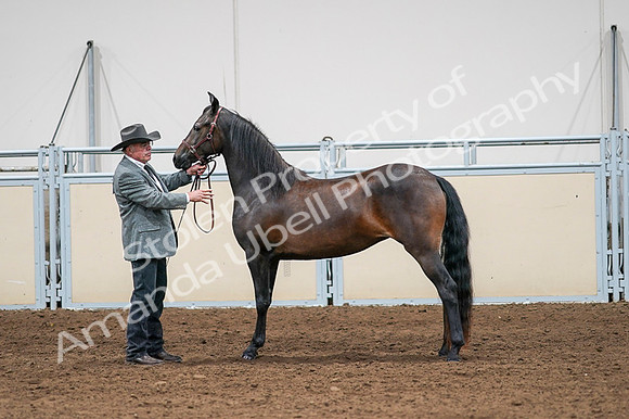 2020 - AB Morgan Horse - Fri, Sept 04 - 08581