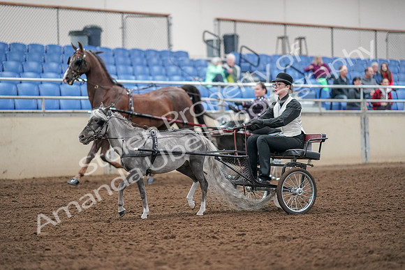 2019 Morgan Horse Show - Aug 30, 2019 - 13271