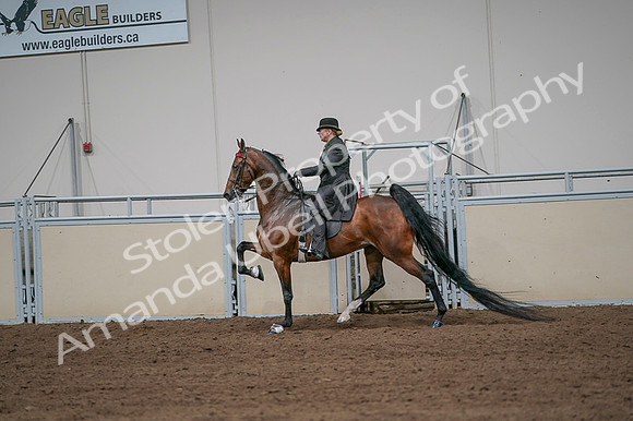 2020 - AB Morgan Horse - Fri, Sept 04 - 09672