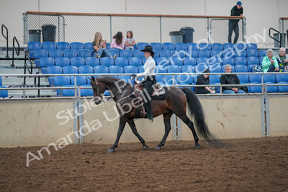 2019 Morgan Horse Show - Aug 30, 2019 - 16761