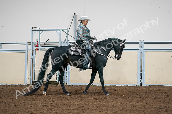 2020 - AB Morgan Horse - Fri, Sept 04 - 03533