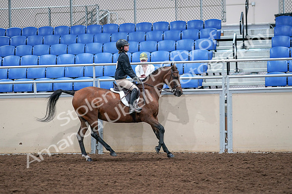 2020 - AB Morgan Horse - Fri, Sept 04 - 02131