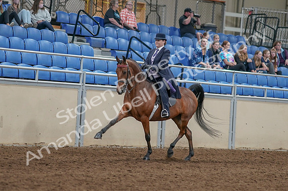 2020 - AB Morgan Horse - Fri, Sept 04 - 11463