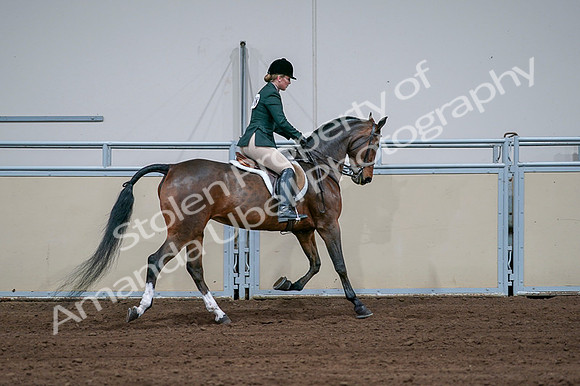2020 - AB Morgan Horse - Fri, Sept 04 - 01769