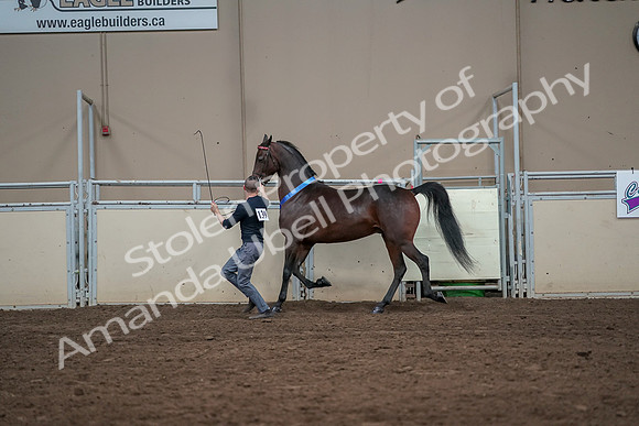 2019 Morgan Horse Show - Aug 31, 2019 - 01436