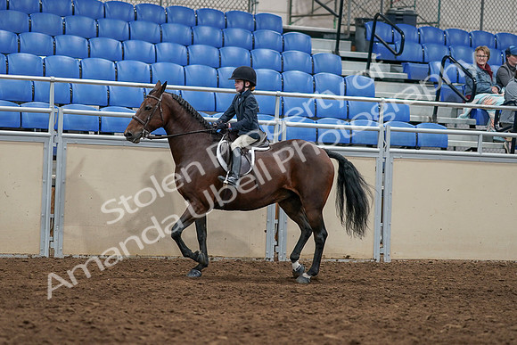 2020 - AB Morgan Horse - Sun, Sept 06 - 07908