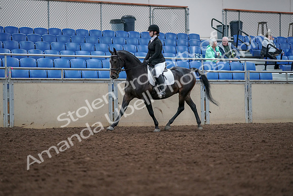 2019 Morgan Horse Show - Aug 30, 2019 - 18289