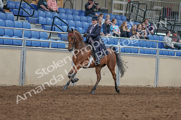 2020 - AB Morgan Horse - Fri, Sept 04 - 11458