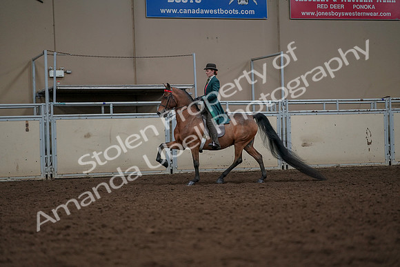 2019 Morgan Horse Show - Aug 30, 2019 - 27912