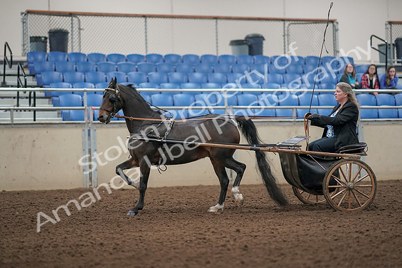 2019 Morgan Horse Show - Aug 31, 2019 - 04396