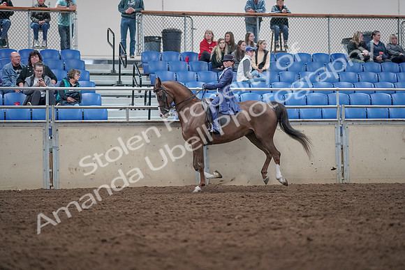 2019 Morgan Horse Show - Aug 31, 2019 - 20635