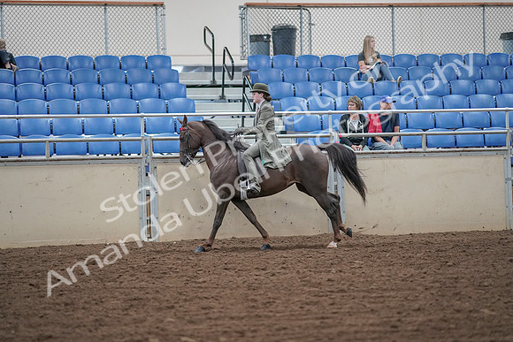 2019 Morgan Horse Show - Aug 30, 2019 - 15600