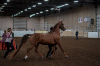 2019 Morgan Horse Show - Aug 31, 2019 - 01040