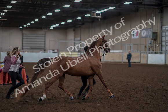 2019 Morgan Horse Show - Aug 31, 2019 - 01040