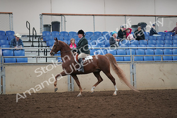 2019 Morgan Horse Show - Aug 31, 2019 - 13787