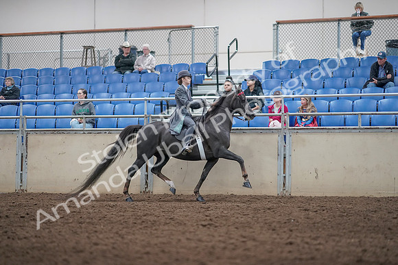 2019 Morgan Horse Show - Aug 31, 2019 - 09635