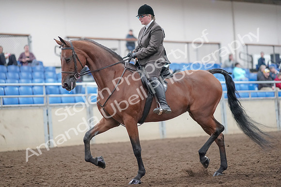 2019 Morgan Horse Show - Aug 31, 2019 - 14655