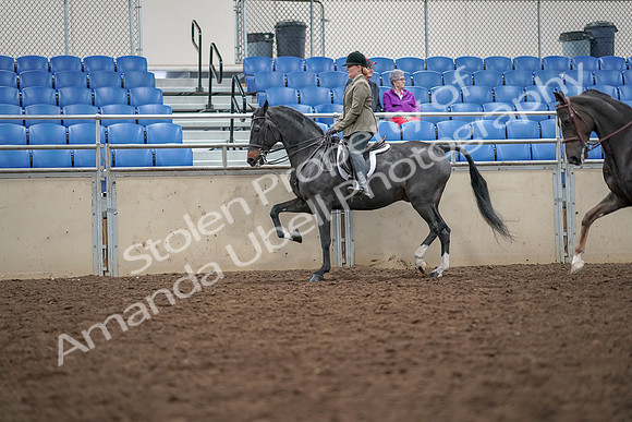 2019 Morgan Horse Show - Aug 30, 2019 - 20062