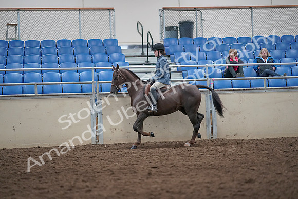 2019 Morgan Horse Show - Aug 31, 2019 - 16512
