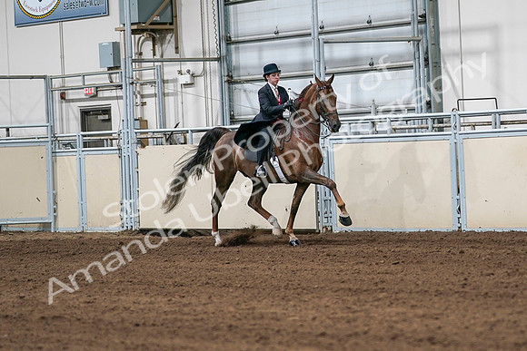 2020 - AB Morgan Horse - Sat, Sept 05 - 06348