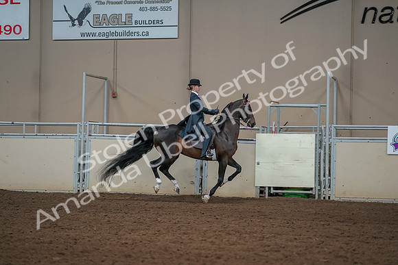 2019 Morgan Horse Show - Aug 30, 2019 - 25329