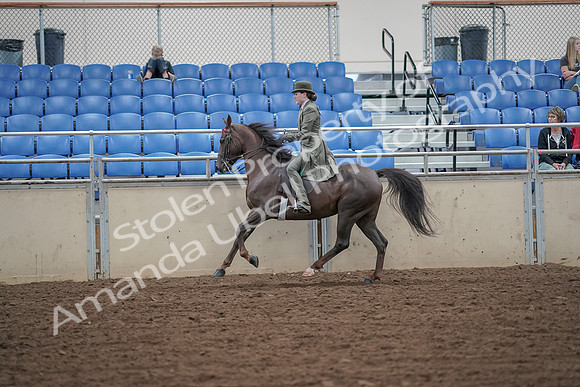 2019 Morgan Horse Show - Aug 30, 2019 - 15606