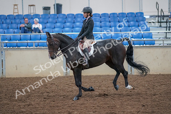 2019 Morgan Horse Show - Aug 30, 2019 - 20552