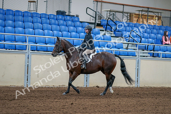 2020 - AB Morgan Horse - Fri, Sept 04 - 01504