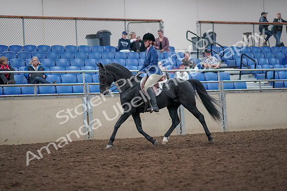 2019 Morgan Horse Show - Aug 31, 2019 - 16521