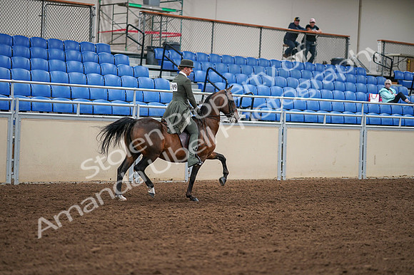 2020 - AB Morgan Horse - Fri, Sept 04 - 03454