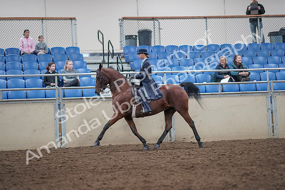 2019 Morgan Horse Show - Aug 31, 2019 - 09260