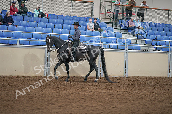 2020 - AB Morgan Horse - Fri, Sept 04 - 08290