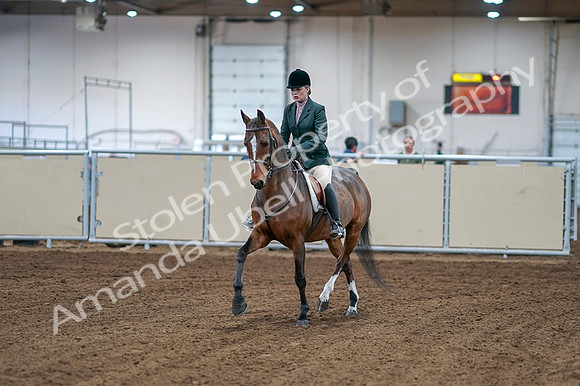 2020 - AB Morgan Horse - Fri, Sept 04 - 01479