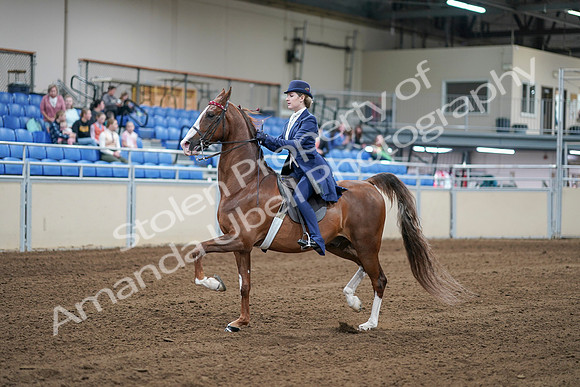 2020 - AB Morgan Horse - Sat, Sept 05 - 06081
