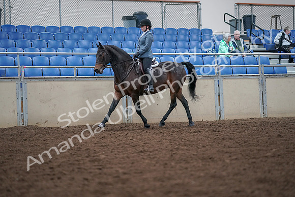2019 Morgan Horse Show - Aug 30, 2019 - 18315