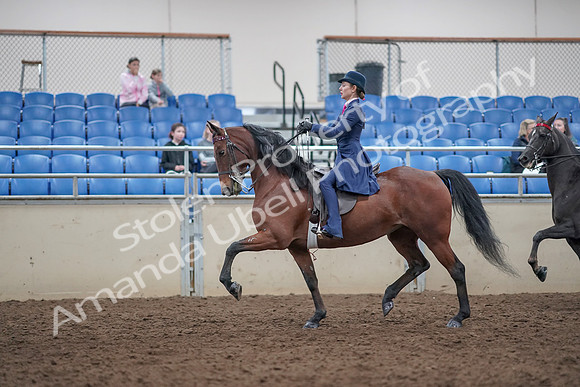 2019 Morgan Horse Show - Aug 31, 2019 - 09377