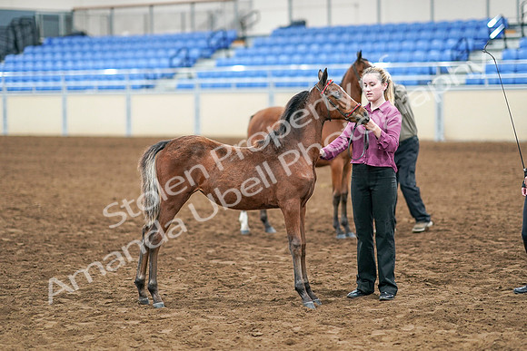 2020 - AB Morgan Horse - Sat, Sept 05 - 00688