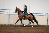 2020 - AB Morgan Horse - Sat, Sept 05 - 06696