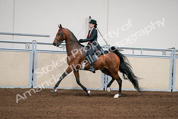 2020 - AB Morgan Horse - Sat, Sept 05 - 06696