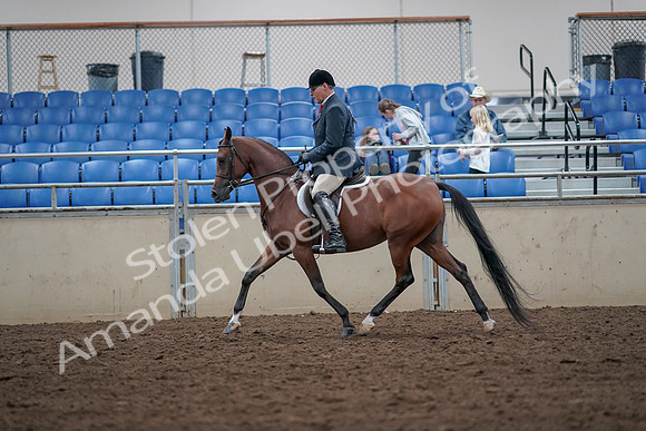 2019 Morgan Horse Show - Aug 31, 2019 - 14960
