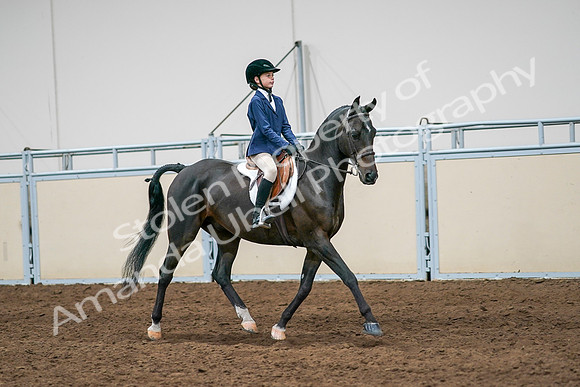 2020 - AB Morgan Horse - Sun, Sept 06 - 08119
