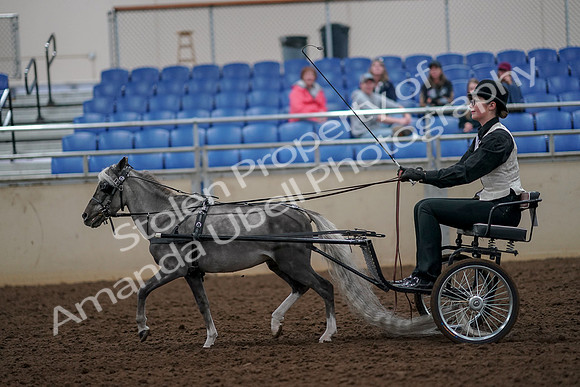 2019 Morgan Horse Show - Aug 30, 2019 - 13293